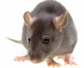 rat under floor manchester